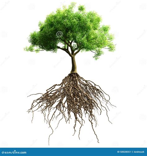 樹 根